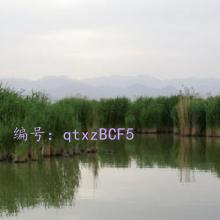 ǧ