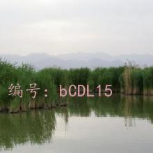 ǱĬ